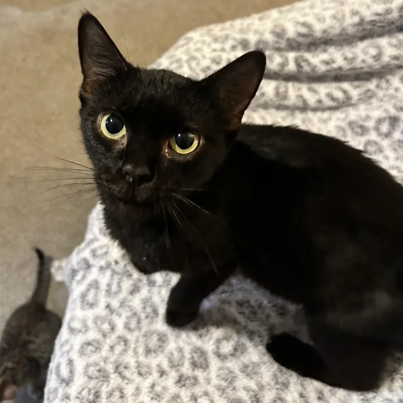 An adult medium-sized female Black Domestic Short Hair cat named Lana for adoption in Fairfax, VA