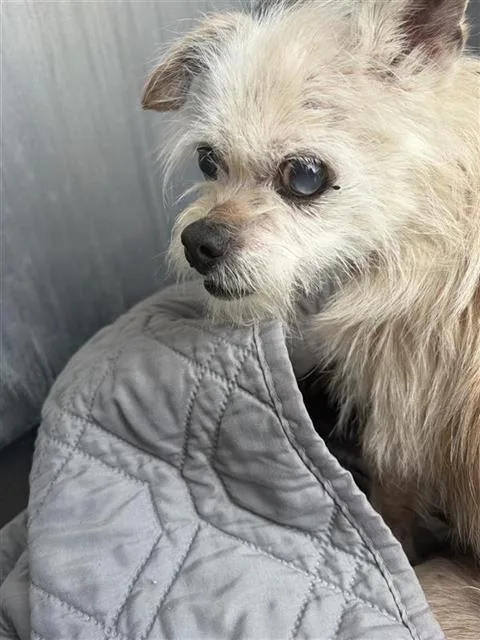 A senior small-sized female Terrier dog named Esther for adoption in San Antonio, TX