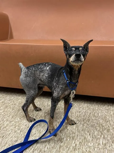 A senior small-sized female Miniature Pinscher dog named Leia for adoption in Boston, MA