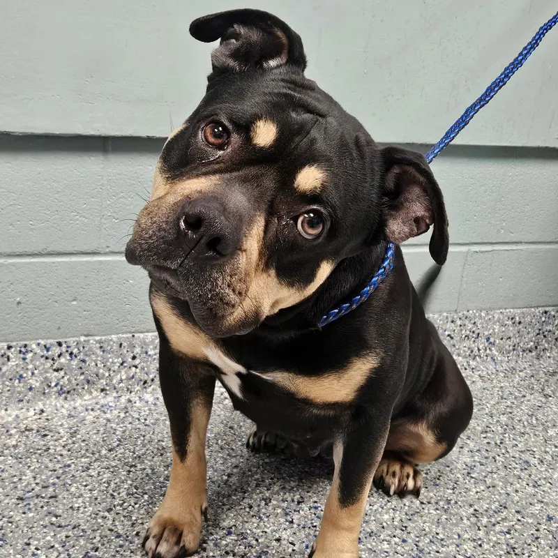 An adult medium-sized female Black American Staffordshire Terrier dog named Lady Gaga for adoption in Greenville, SC