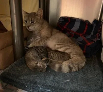 A baby small-sized male Domestic Short Hair cat named Kugel for adoption in Madison, NJ