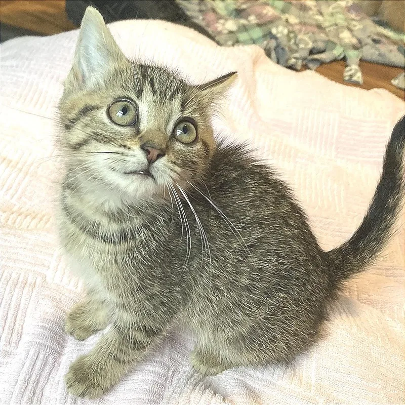 A baby small-sized female Brown / Chocolate Domestic Short Hair cat named Never Empty Mug for adoption in Fredericksburg, VA