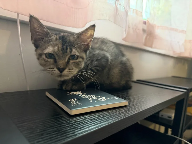 A baby small-sized female Domestic Short Hair cat named Lucy for adoption in Philadelphia, PA