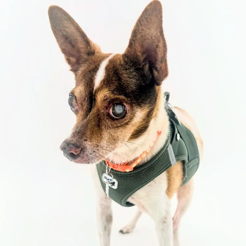 A senior small-sized male White / Cream Chihuahua dog named Just A Friend for adoption in San Francisco, CA