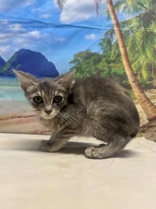 A baby small-sized female Domestic Short Hair cat named Slinky for adoption in San Antonio, TX