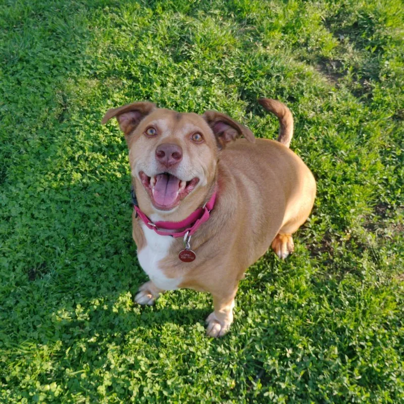 An adult medium-sized male Yellow / Tan / Blond / Fawn Mixed Breed dog named Max for adoption in Tulsa, OK