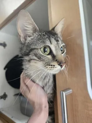 An adult medium-sized female Domestic Short Hair cat named Sourdough for adoption in Savannah, GA