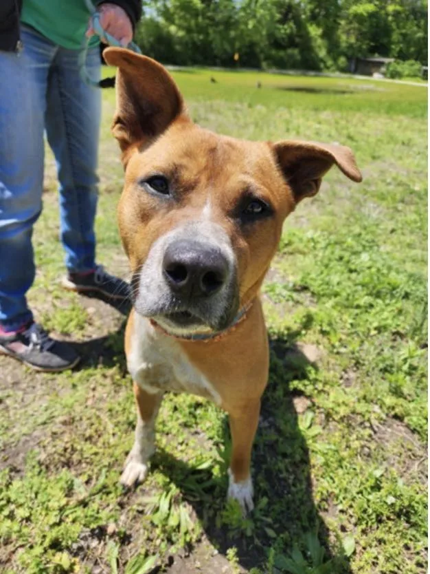 An adult medium-sized male Golden Mixed Breed dog named Don Key for adoption in Terre Haute, IN