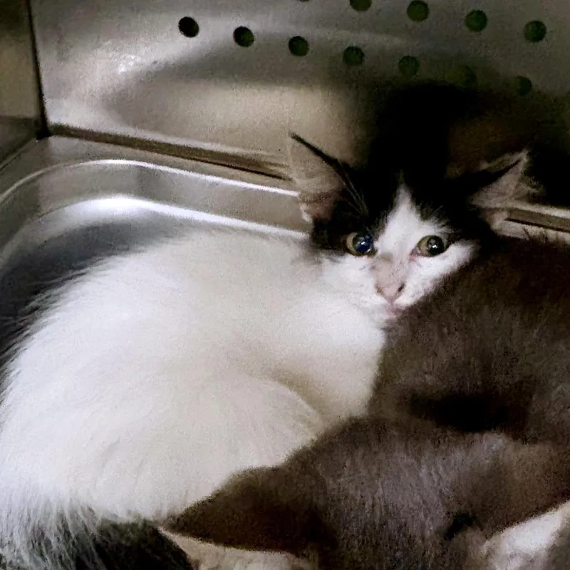 A baby small-sized female White Domestic Short Hair cat named Tapatio for adoption in Austin, TX