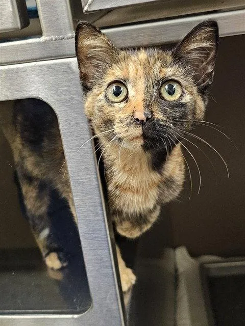 A young small-sized female Domestic Short Hair cat named Dolly for adoption in Clyde, NC