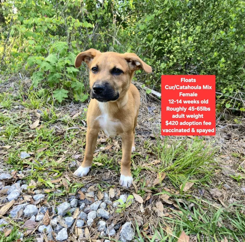 A baby medium-sized female Black Mouth Cur dog named Floats for adoption in Oviedo, FL