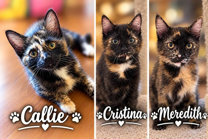 A young medium-sized female Domestic Short Hair cat named Callie Cristina and for adoption in Clinton, IL