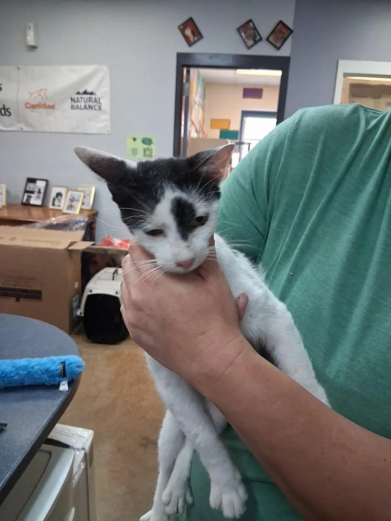A young large-sized female Domestic Short Hair cat named RuPaul for adoption in Brownwood, TX