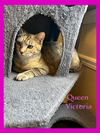 Victoria thumbnail 3
