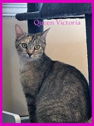 Victoria thumbnail 5