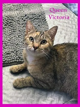 Victoria thumbnail 6