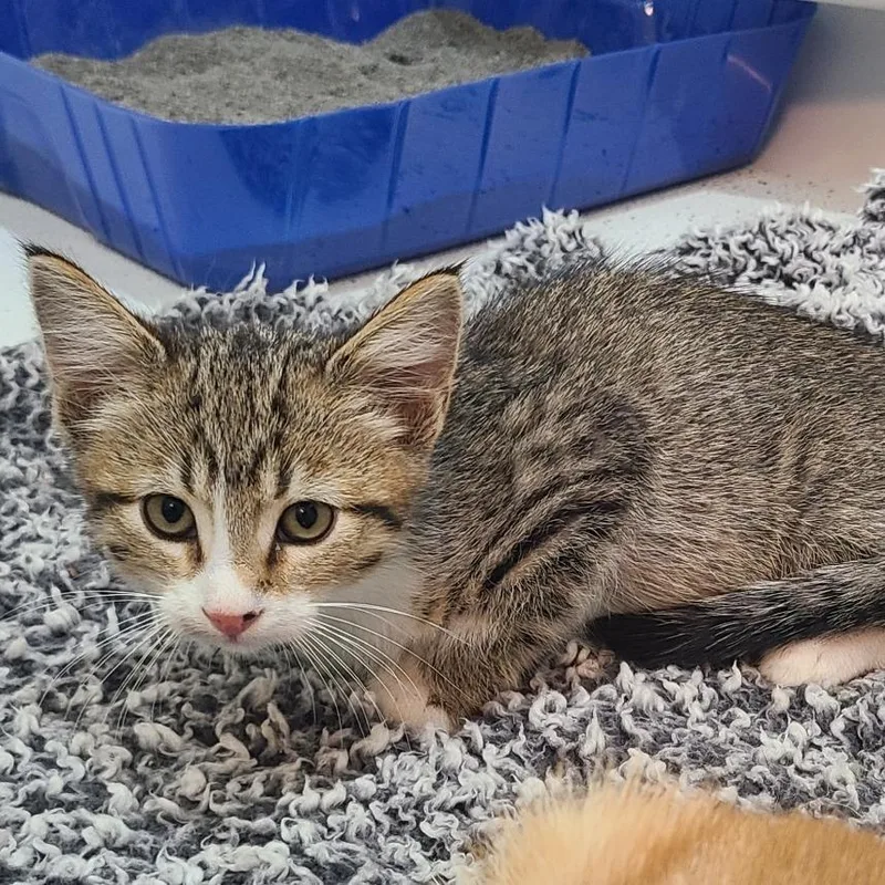 A baby small-sized female Gray / Blue / Silver Domestic Short Hair cat named Lily for adoption in Layton, UT