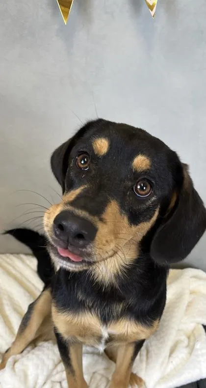 A baby large-sized female Labrador Retriever dog named Princess for adoption in Morton Grove, IL