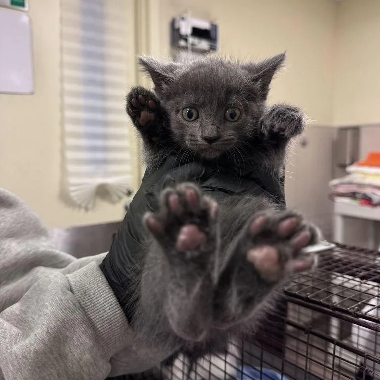 A baby small-sized male Gray / Blue / Silver Domestic Short Hair cat named Fedora for adoption in Chicago, IL
