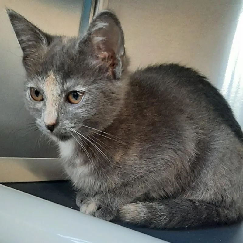 A baby medium-sized female Dilute Calico Domestic Short Hair cat named Coral for adoption in Georgetown, OH