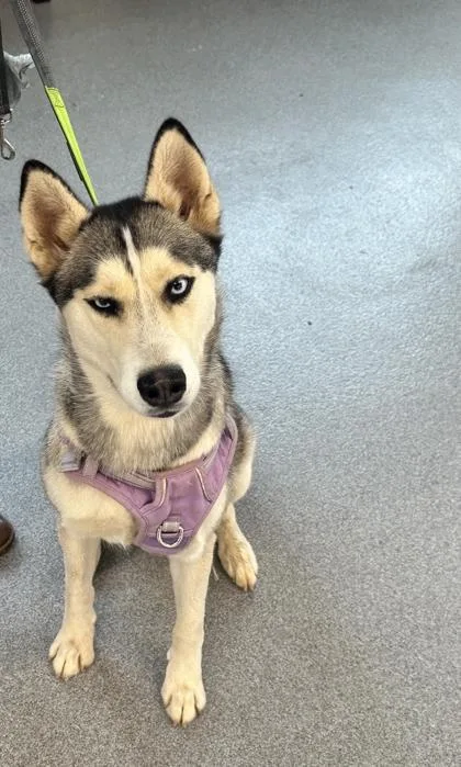 An adult medium-sized female Mixed Breed dog named Mystery for adoption in West Chester, PA