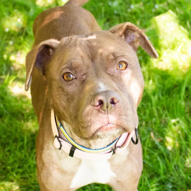 An adult medium-sized female Brown / Chocolate Mixed Breed dog named Delilah for adoption in Middletown, RI