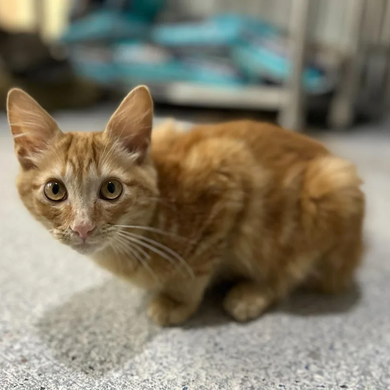 A young small-sized female Orange / Red Domestic Short Hair cat named Gingerbread for adoption in Blairsville, GA