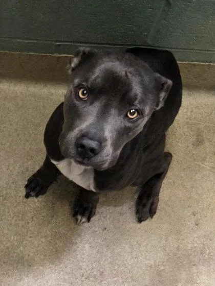 A young large-sized male Pit Bull Terrier dog named River for adoption in Oakland, CA