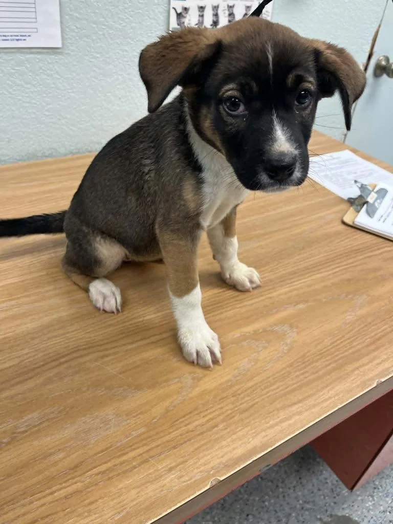 A baby medium-sized female Shepherd dog named Evee for adoption in California City, CA