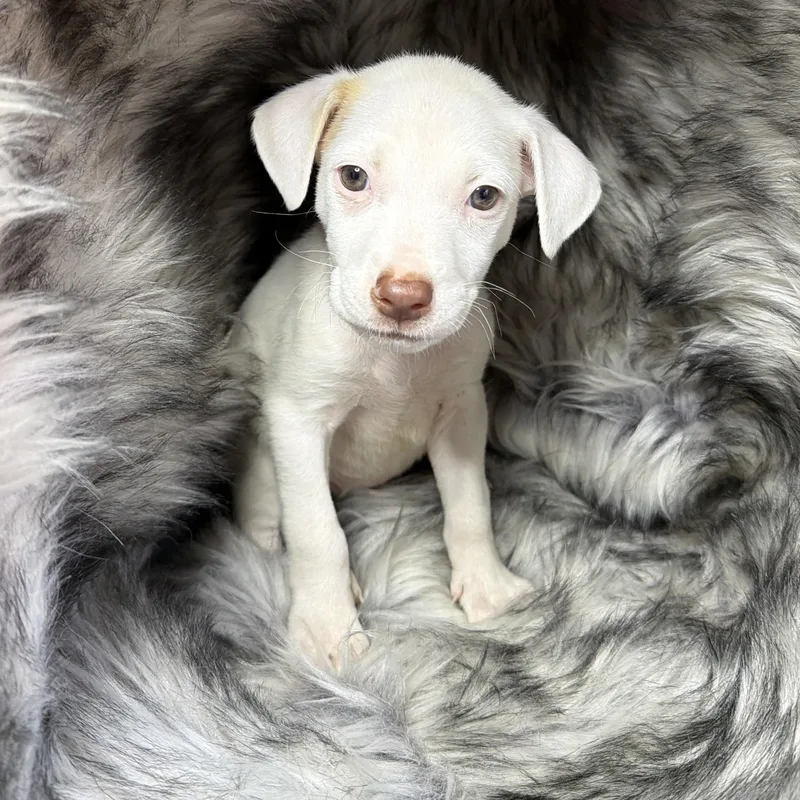 A baby medium-sized female Spaniel dog named Garibaldi for adoption in San Diego, CA