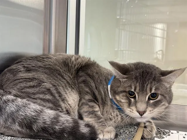 A young large-sized male Domestic Short Hair cat named Andrew for adoption in Grand Prairie, TX