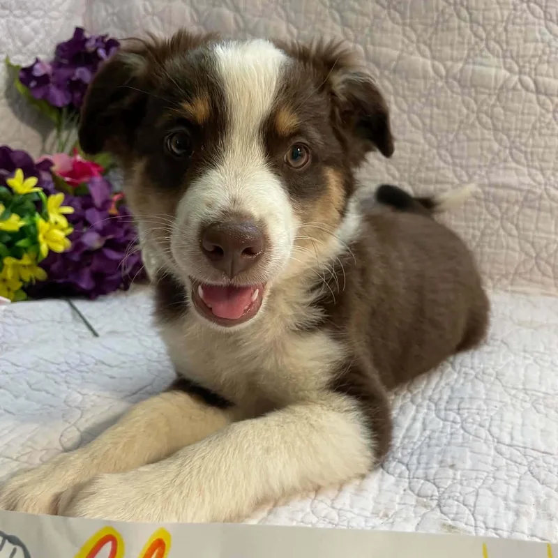 A baby small-sized male Brown / Chocolate Australian Shepherd dog named Charming for adoption in Boerne, TX