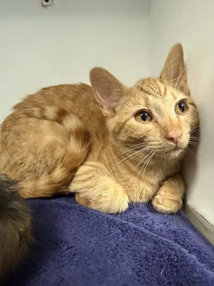 A baby small-sized male Orange / Red Domestic Short Hair cat named Spud for adoption in Harbor Springs, MI