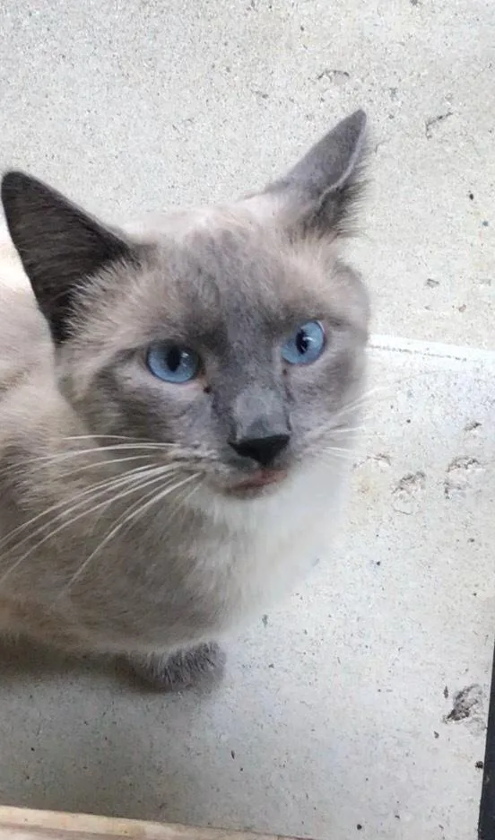 An adult large-sized male Domestic Short Hair cat named Buddy for adoption in Metamora, IL