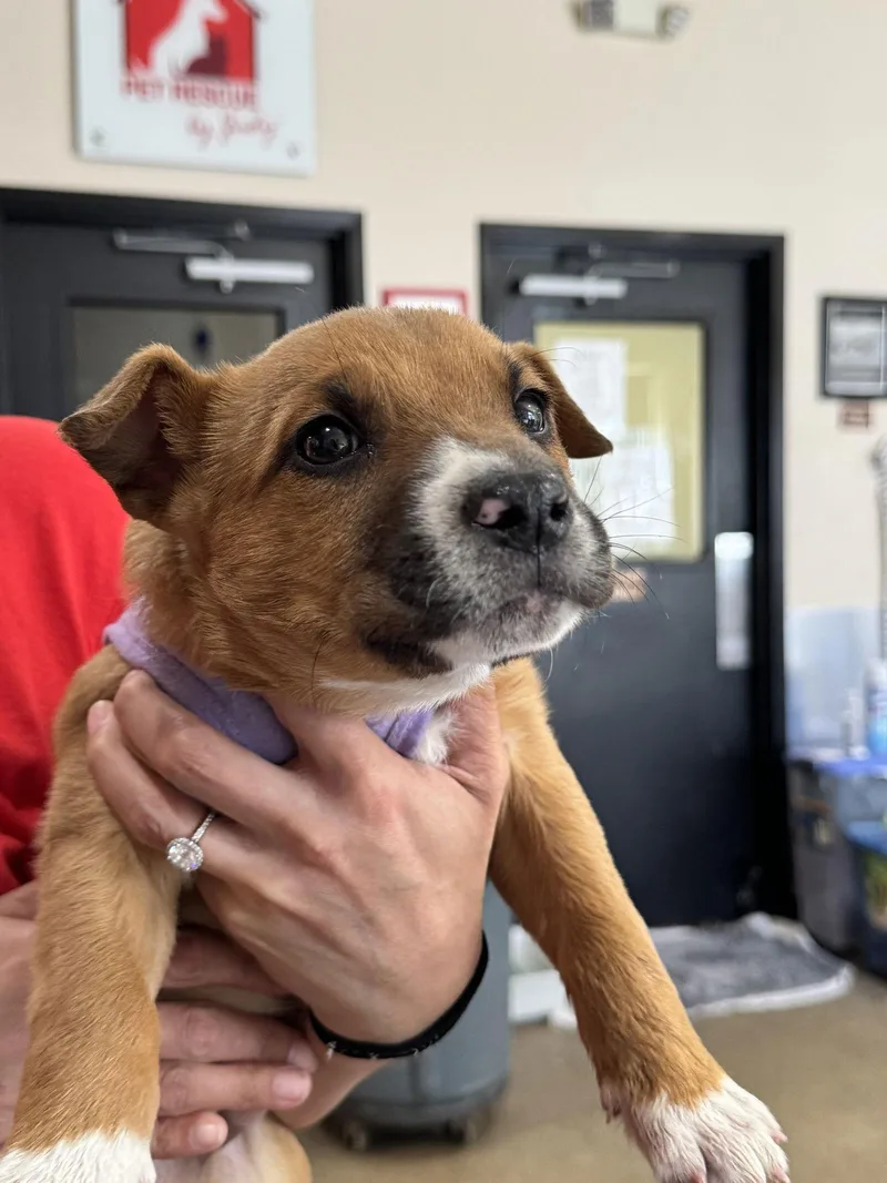 Winchester Fh thumbnail 2