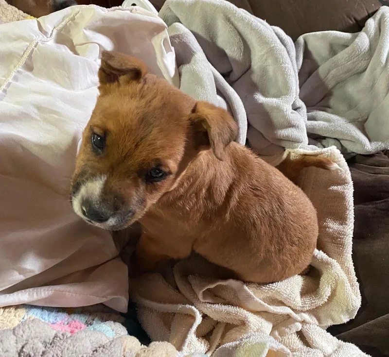 Winchester Fh thumbnail 3