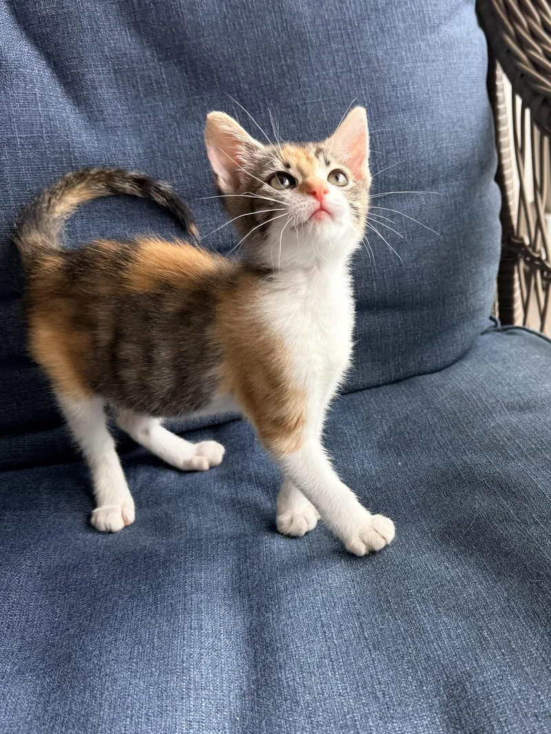 A baby small-sized female Calico cat named Julianna for adoption in Tavares, FL