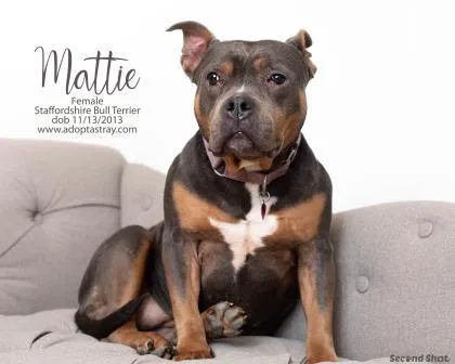 Mattie thumbnail 2