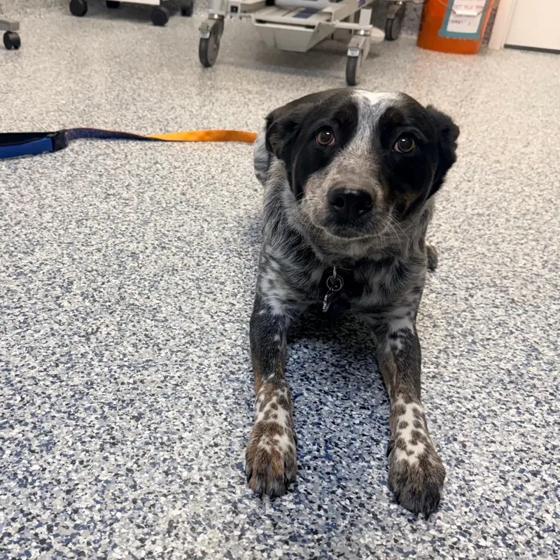 Willow Bean thumbnail 2