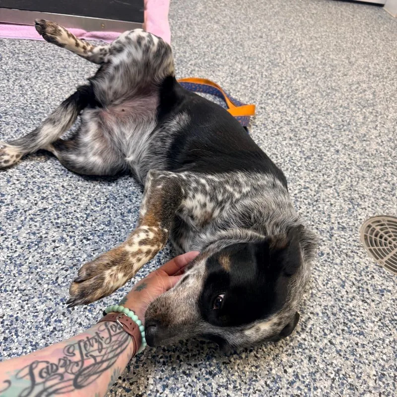 Willow Bean thumbnail 3