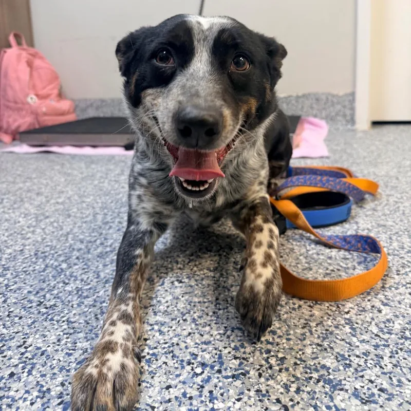 Willow Bean thumbnail 4