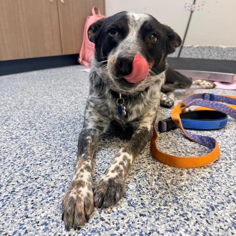 Willow Bean thumbnail 5