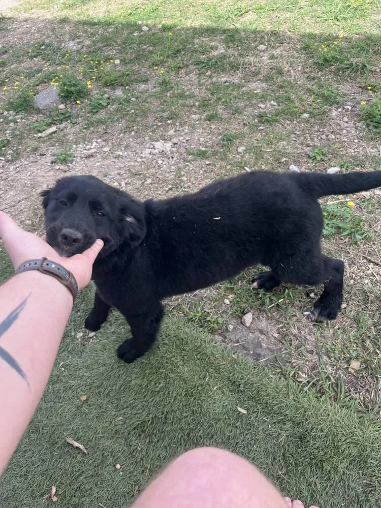 Coffey  Chanel thumbnail 2