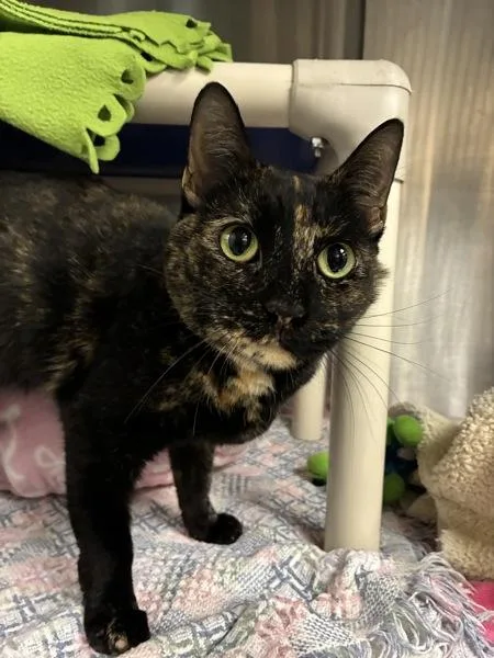 An adult small-sized female Domestic Short Hair cat named Limpkin for adoption in Richmond, VA