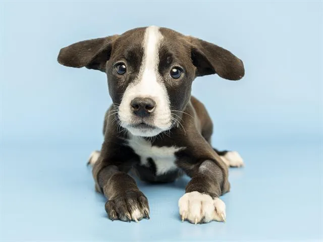 A baby small-sized female Pit Bull Terrier dog named Cookie for adoption in Phoenix, AZ