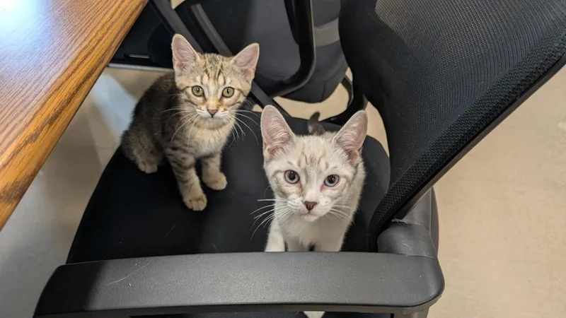 A baby small-sized female Domestic Short Hair cat named Clove for adoption in Brandon, FL