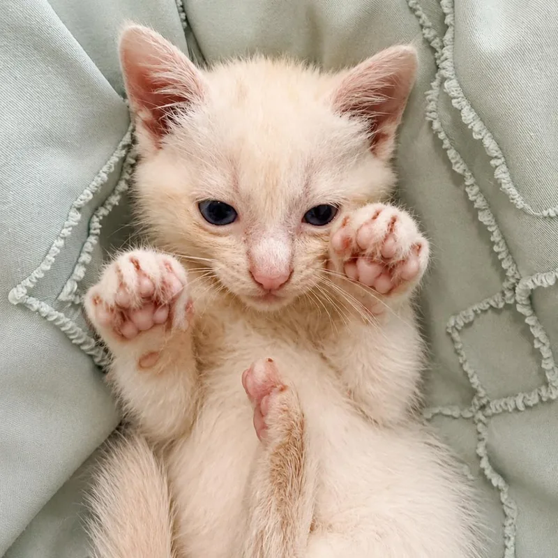 A baby small-sized female White Domestic Short Hair cat named Cotija for adoption in Chillicothe, IL
