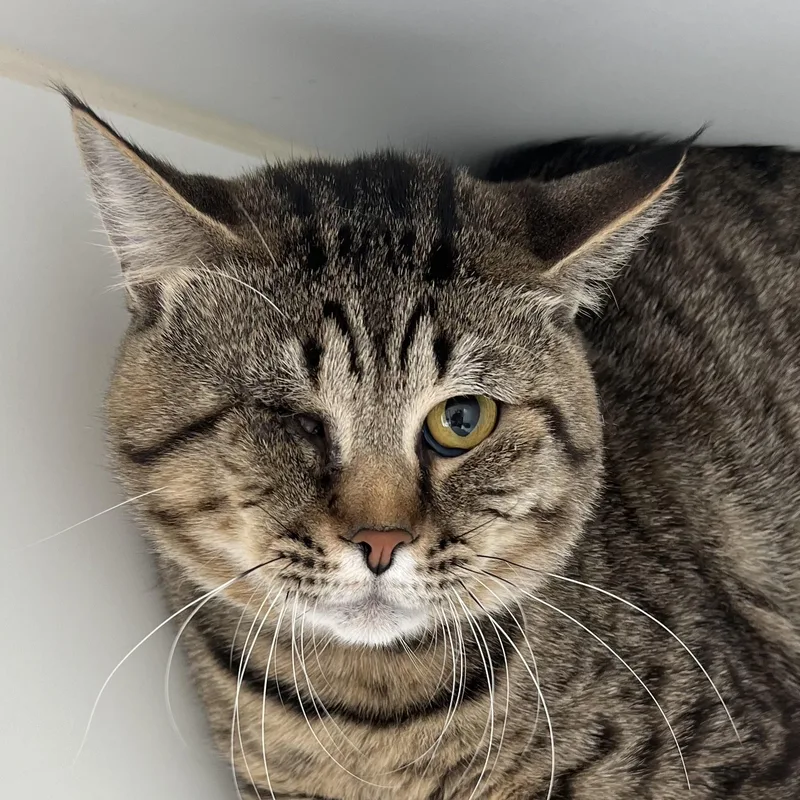 A young medium-sized male Tabby (Brown / Chocolate) Domestic Short Hair cat named Castor for adoption in Pontiac, MI