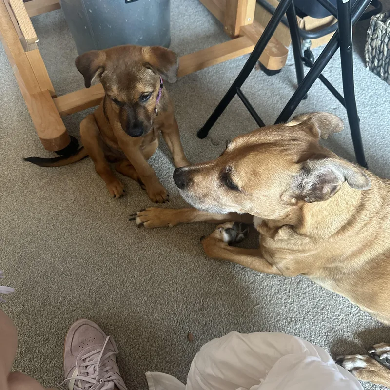 Dipper thumbnail 3