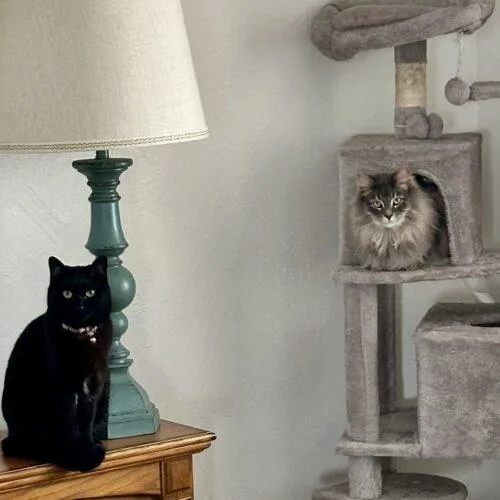 Mike Ross thumbnail 2